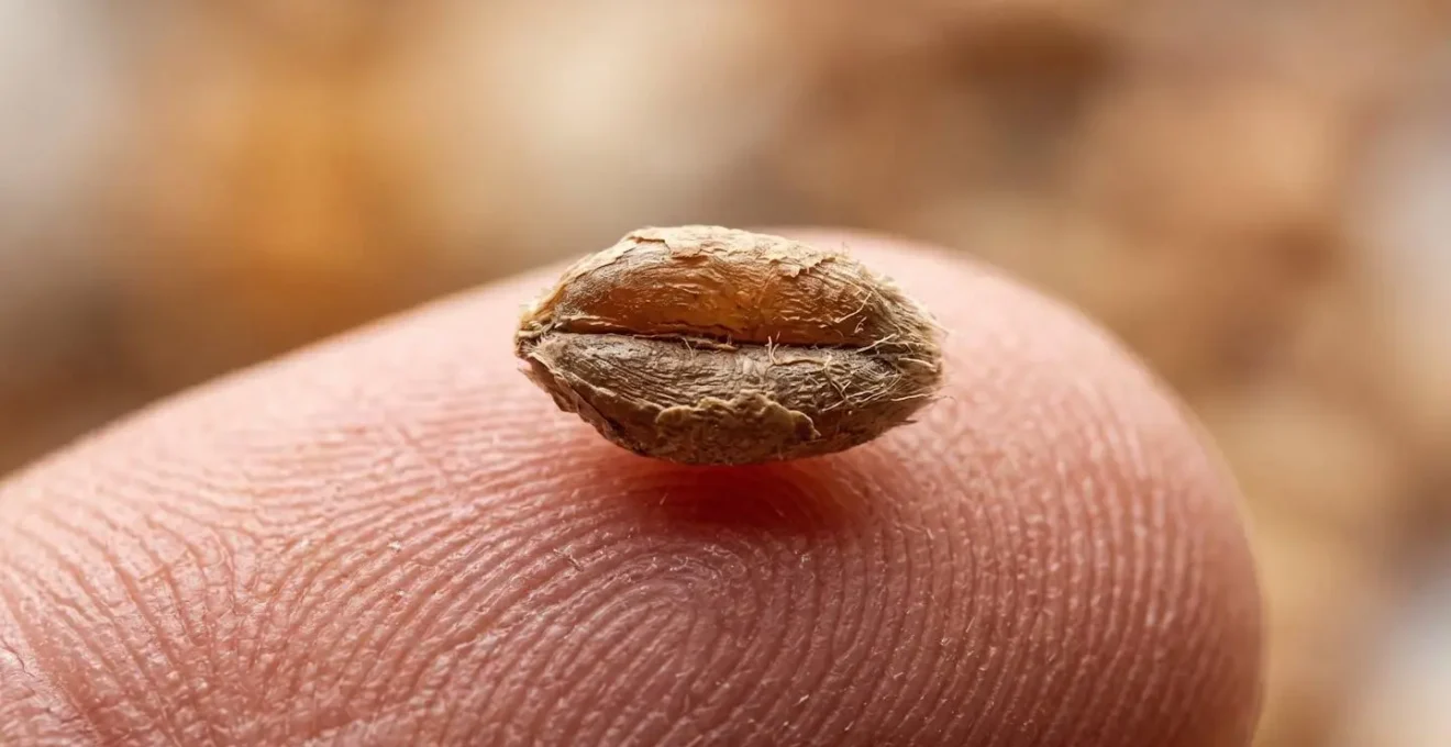 Extreme close-up of a single whole grain on a fingertip, representing mindful eating and reconnecting with food on a sensory level.