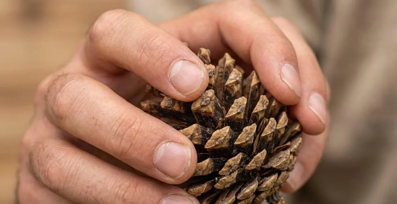 Close-up of hands holding a textured natural object with shallow depth of field